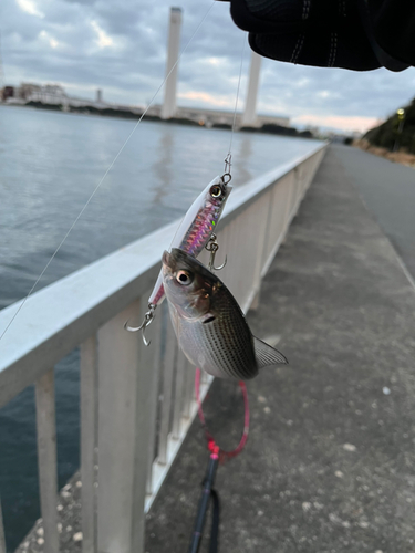 コノシロの釣果