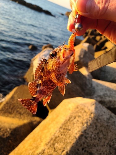 アラカブの釣果