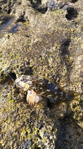 イソゴンベの釣果