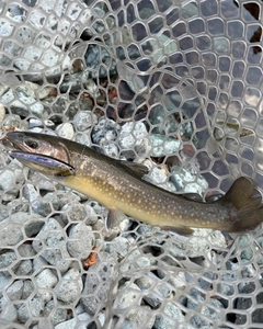 イワナの釣果
