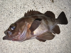 メバルの釣果