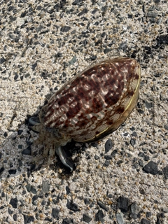 コウイカの釣果