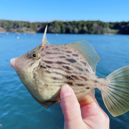 カワハギの釣果