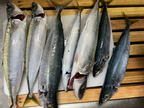 ムロアジの釣果