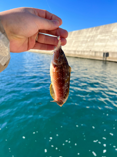 ホシササノハベラの釣果