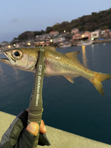 クロムツの釣果