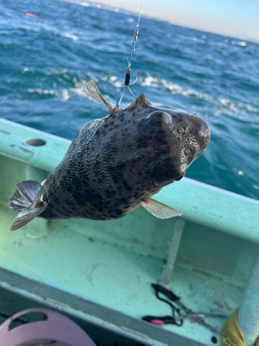 フグの釣果