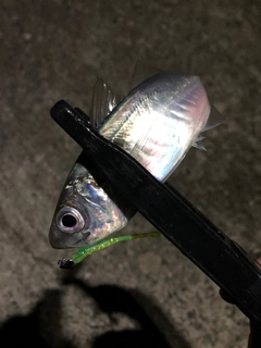 マアジの釣果