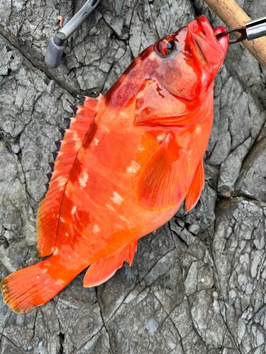 アカハタの釣果