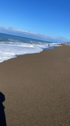 ワカシの釣果