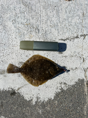 カレイの釣果