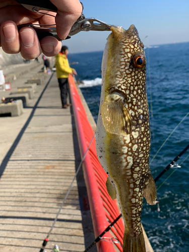 コモンフグの釣果