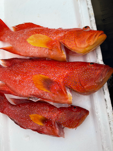 バラハタの釣果