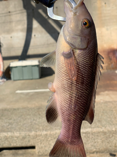 コブダイの釣果