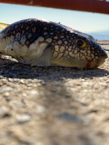 コモンフグの釣果