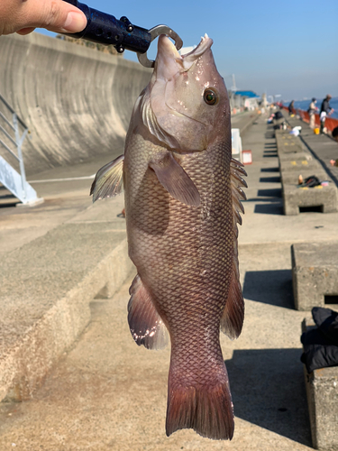 コブダイの釣果