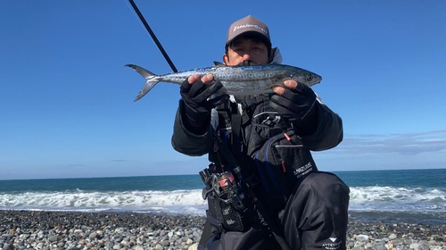 サゴシの釣果