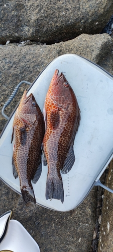 オオモンハタの釣果