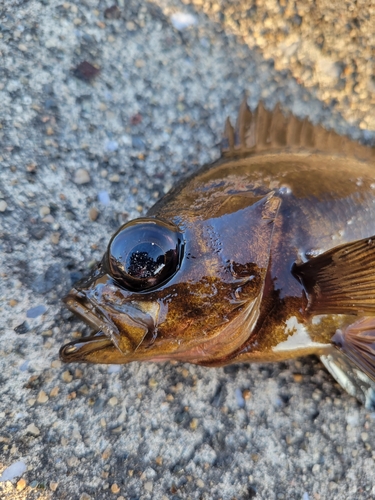 メバルの釣果