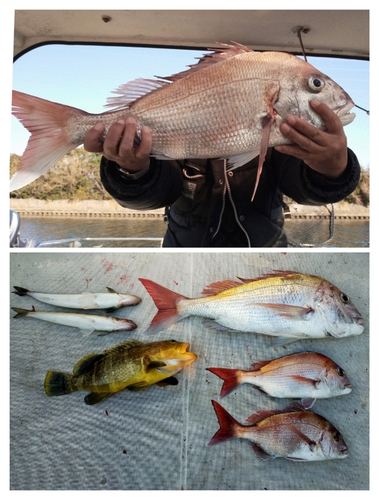 マダイの釣果