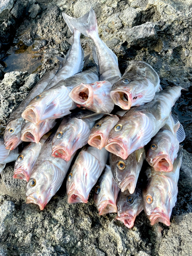 ホッケの釣果