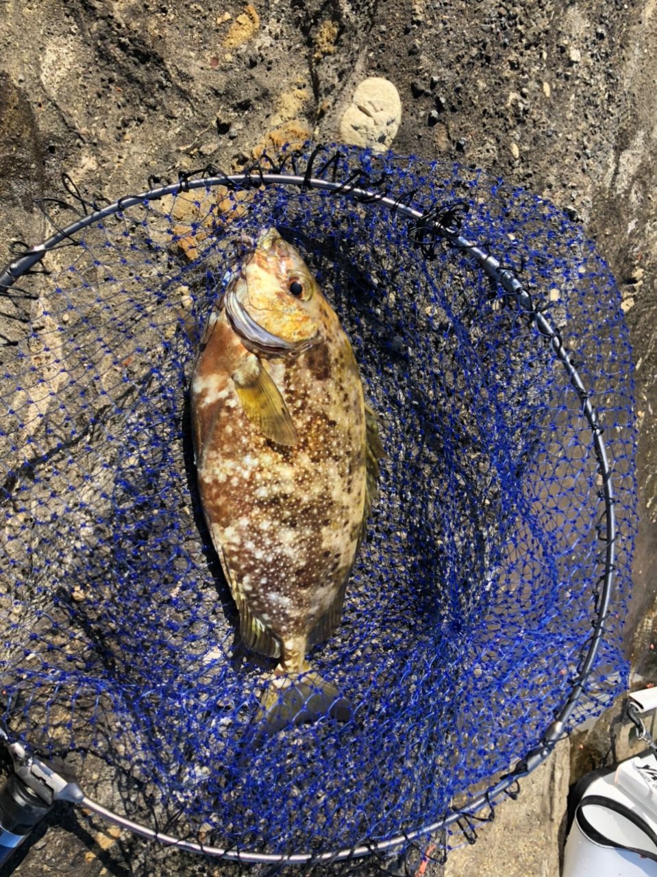 ビーサンさんの釣果 2枚目の画像