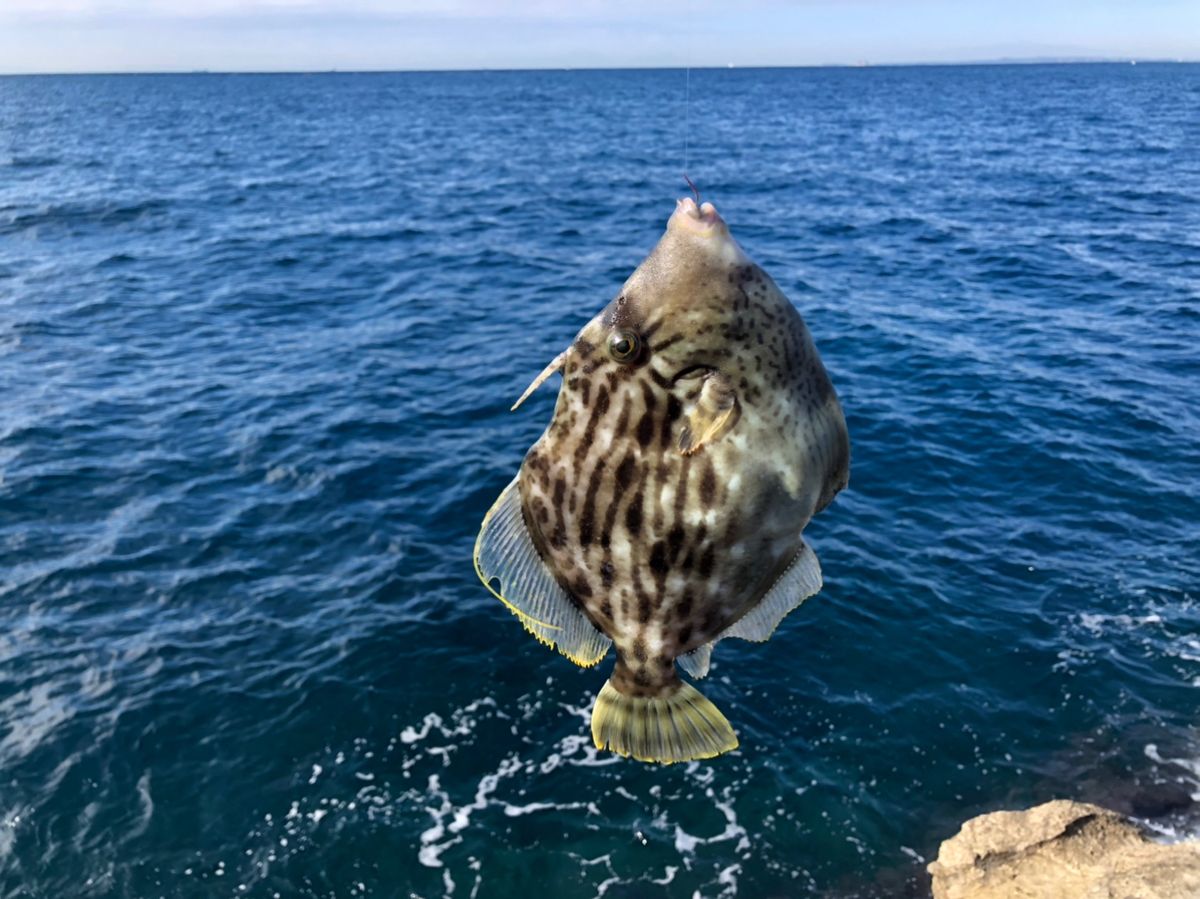 ビーサンさんの釣果 3枚目の画像