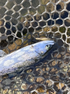 サクラマスの釣果