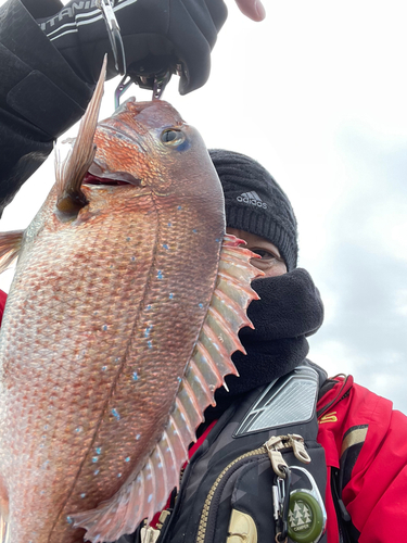 マダイの釣果