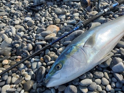 ワラサの釣果