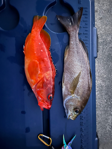 アカハタの釣果