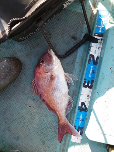 タイの釣果