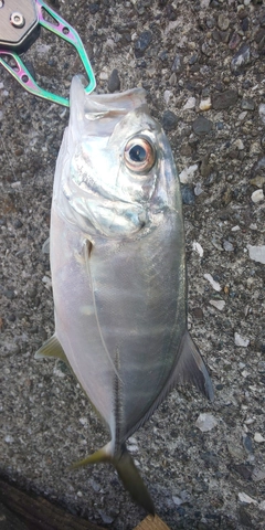 メッキの釣果