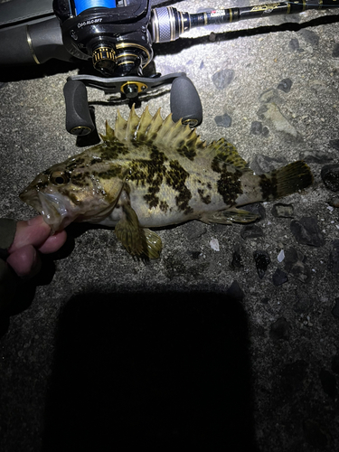 タケノコメバルの釣果