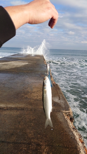 ボラの釣果