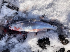 サクラマスの釣果