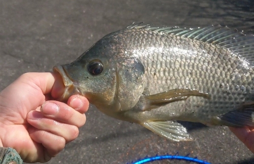 ナイルティラピアの釣果