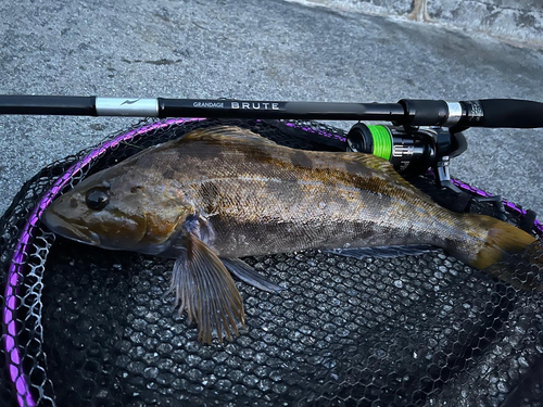 アイナメの釣果