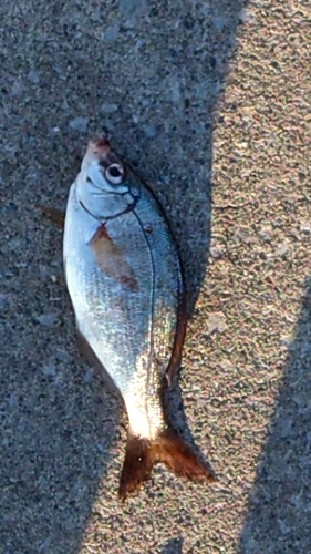 ウミタナゴの釣果