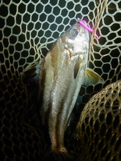 コトヒキの釣果