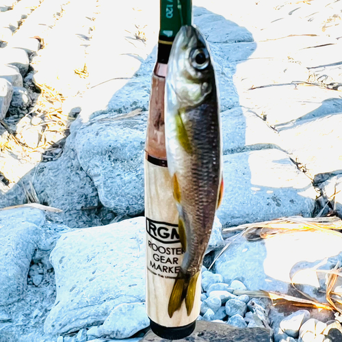 カワムツの釣果