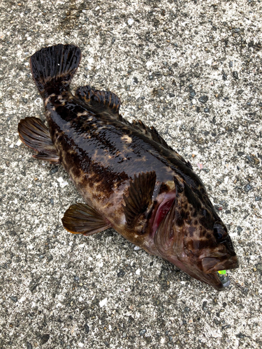 タケノコメバルの釣果