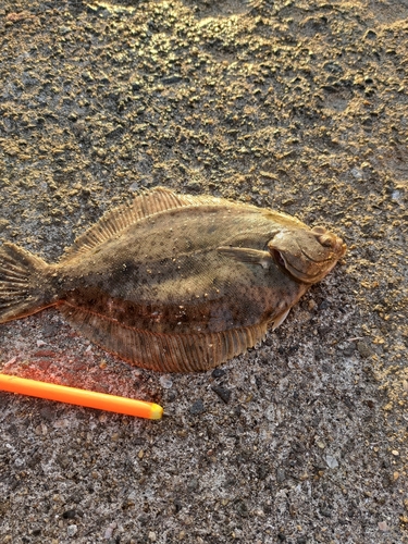 カレイの釣果