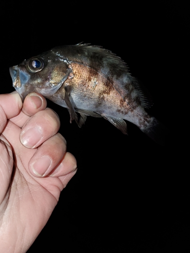 メバルの釣果