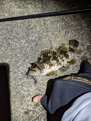 タケノコメバルの釣果