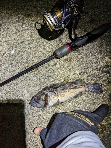 タケノコメバルの釣果