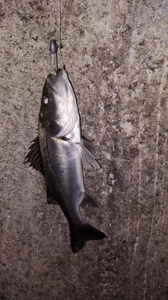 セイゴ（マルスズキ）の釣果