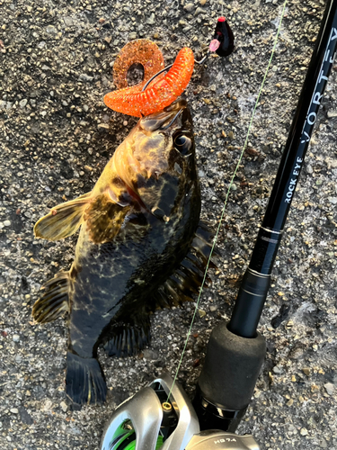 タケノコメバルの釣果