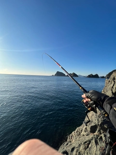 アイゴの釣果