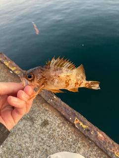 メバルの釣果